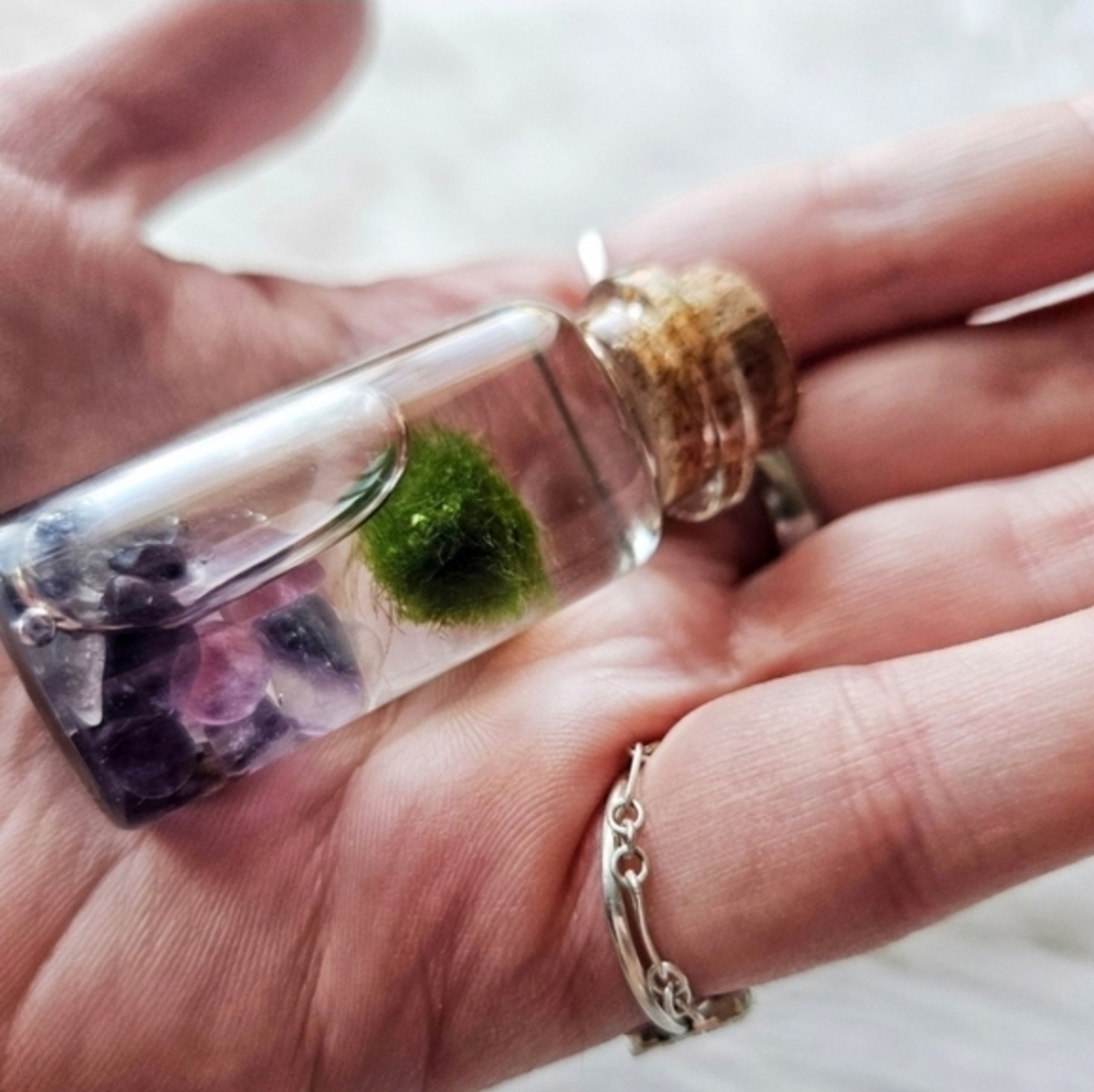 Marimo Moss Ball In Jar - Picture 3 of 3